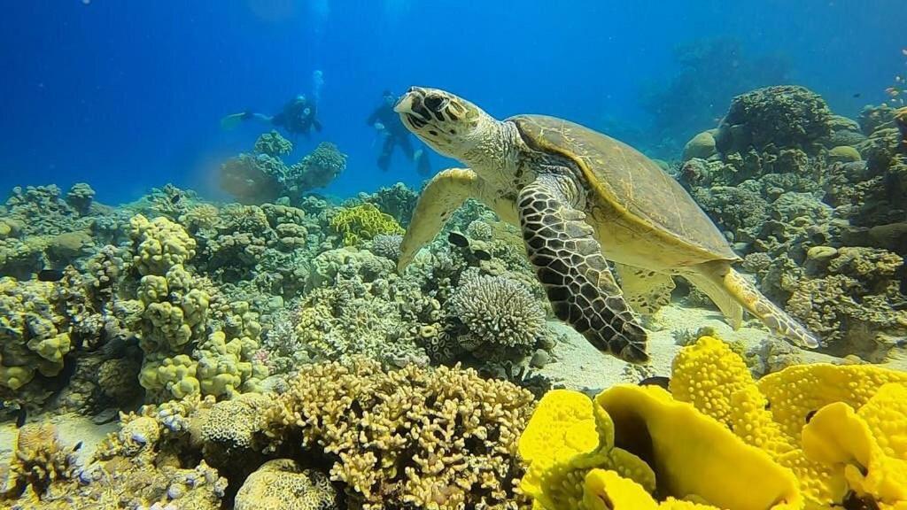 Bait Alaqaba Dive Center & Resort Exterior foto