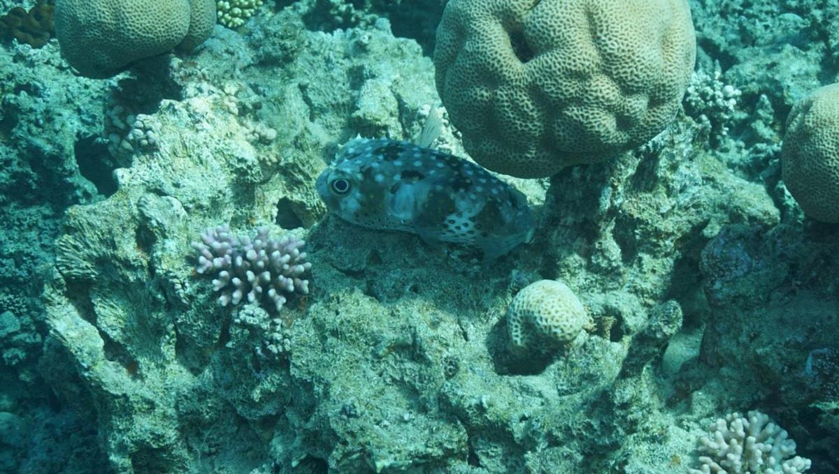 Bait Alaqaba Dive Center & Resort Exterior foto