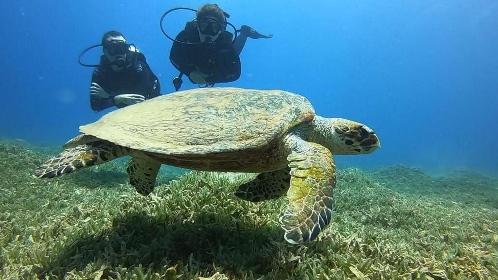 Bait Alaqaba Dive Center & Resort Exterior foto