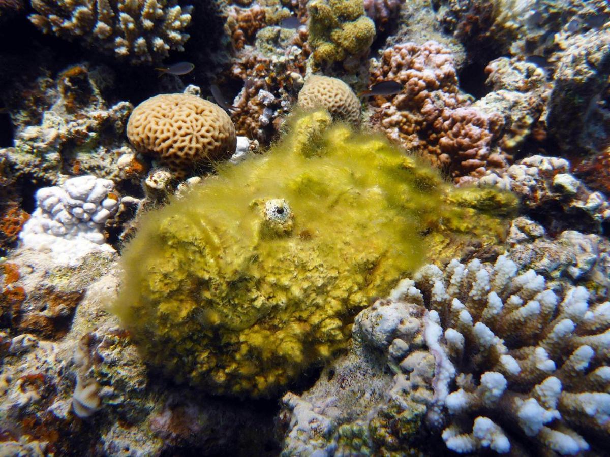 Bait Alaqaba Dive Center & Resort Exterior foto